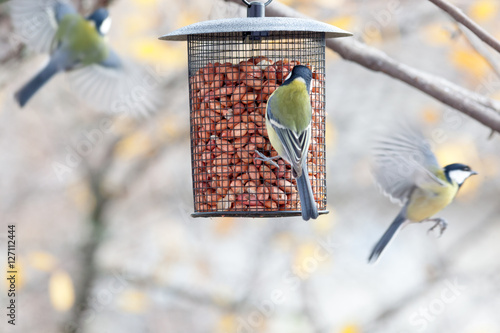 Great Tit (Parus major)