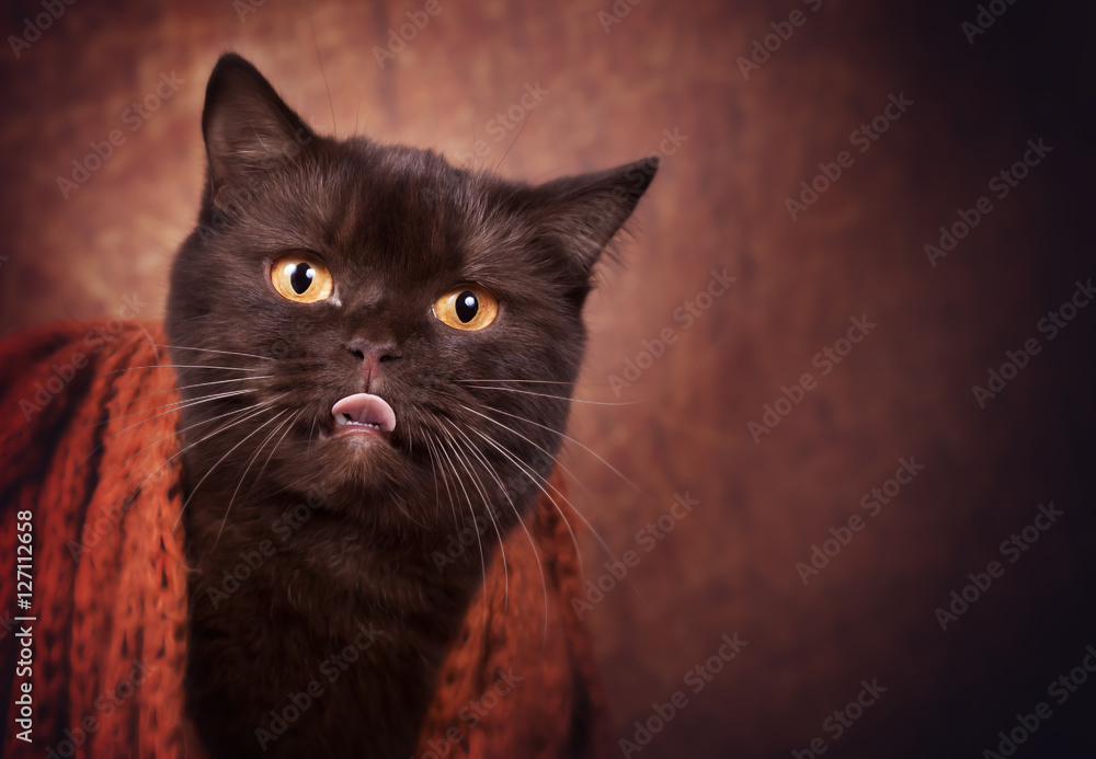 BKH Katze streckt Zunge raus yam yam Stock-Foto | Adobe Stock