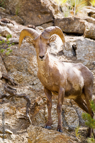 Bighorn Sheep in the San Isabel Natioanl Forest