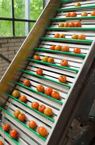 tomatoes on conveyor belt
