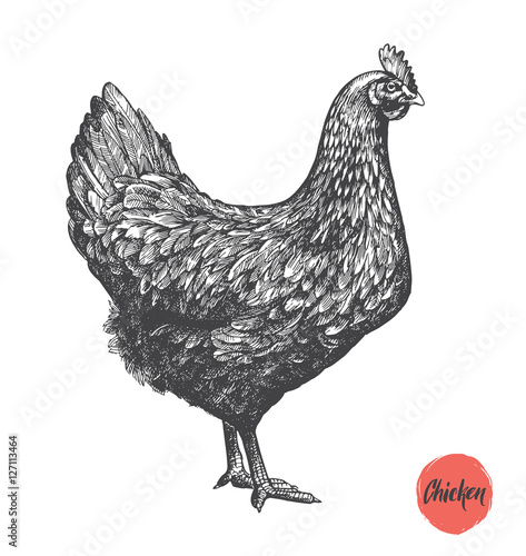 Chicken hand drawn illustration. Chicken meat and eggs vintage produce elements. Badges and design elements for the chicken manufacturing. Vector illustration.