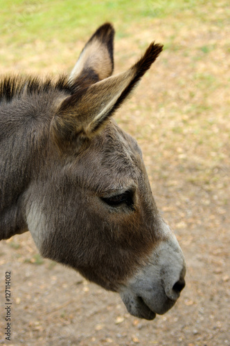 donkey potrait closeup from the side