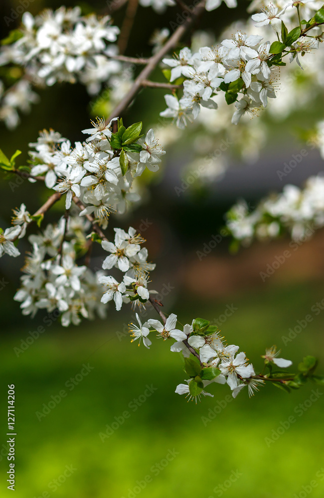 spring nature background. branch apple tree with flowers over green background. small depth of field. used as background spring nature background. branch apple tree with flowers over green background. small depth of field. used as background