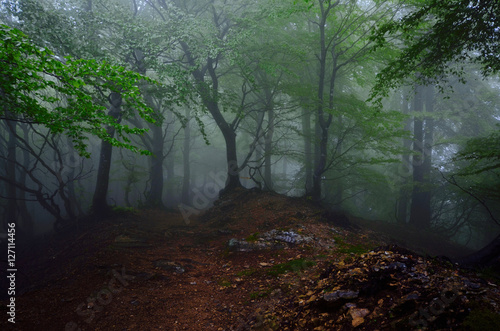 LA foresta nella nebbia