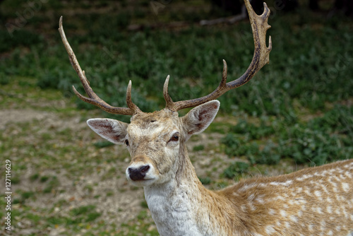 Closeup of Fallow Deer buck © teesixb
