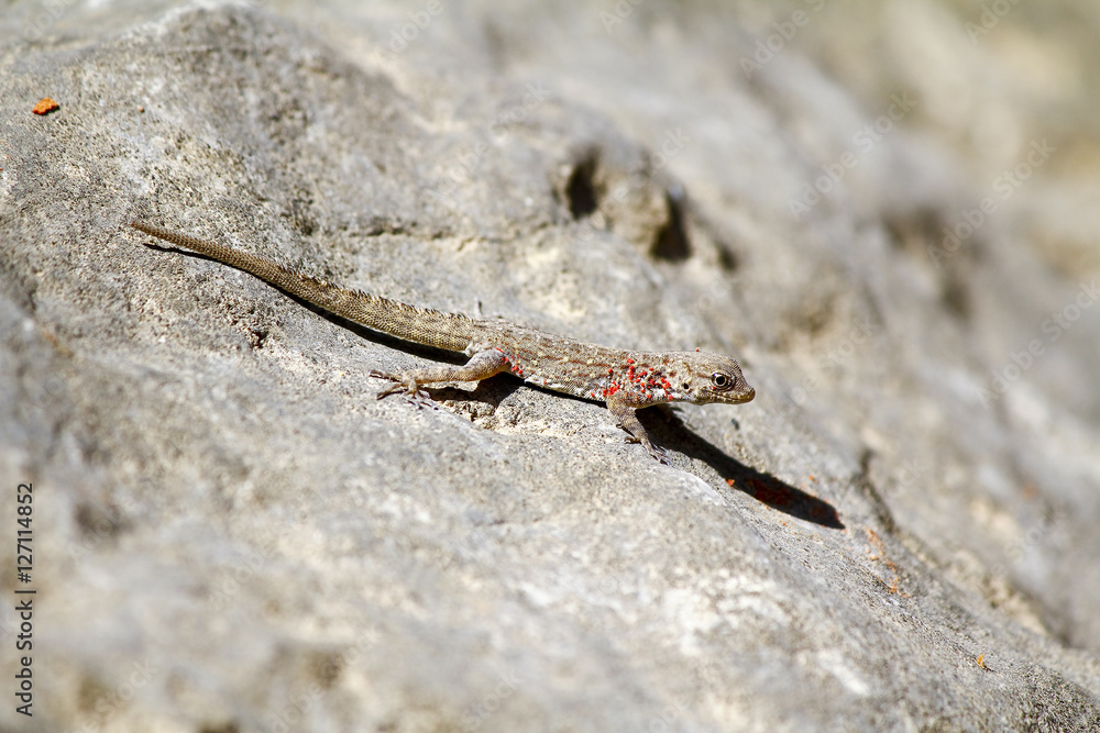Geckobia mites parasites sucking a blood from gecko skin - Oman Geckobia mites parasites sucking a blood from gecko skin - Oman