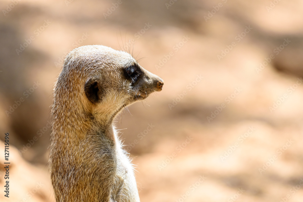 Fototapeta premium Meerkat or Suricate (Suricata Suricatta) in Africa