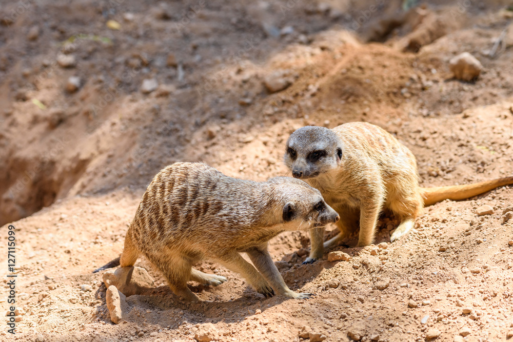 Fototapeta premium Meerkat or Suricate (Suricata Suricatta) in Africa