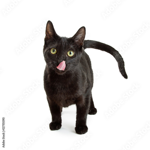 Black Cat Looking and Licking Lips