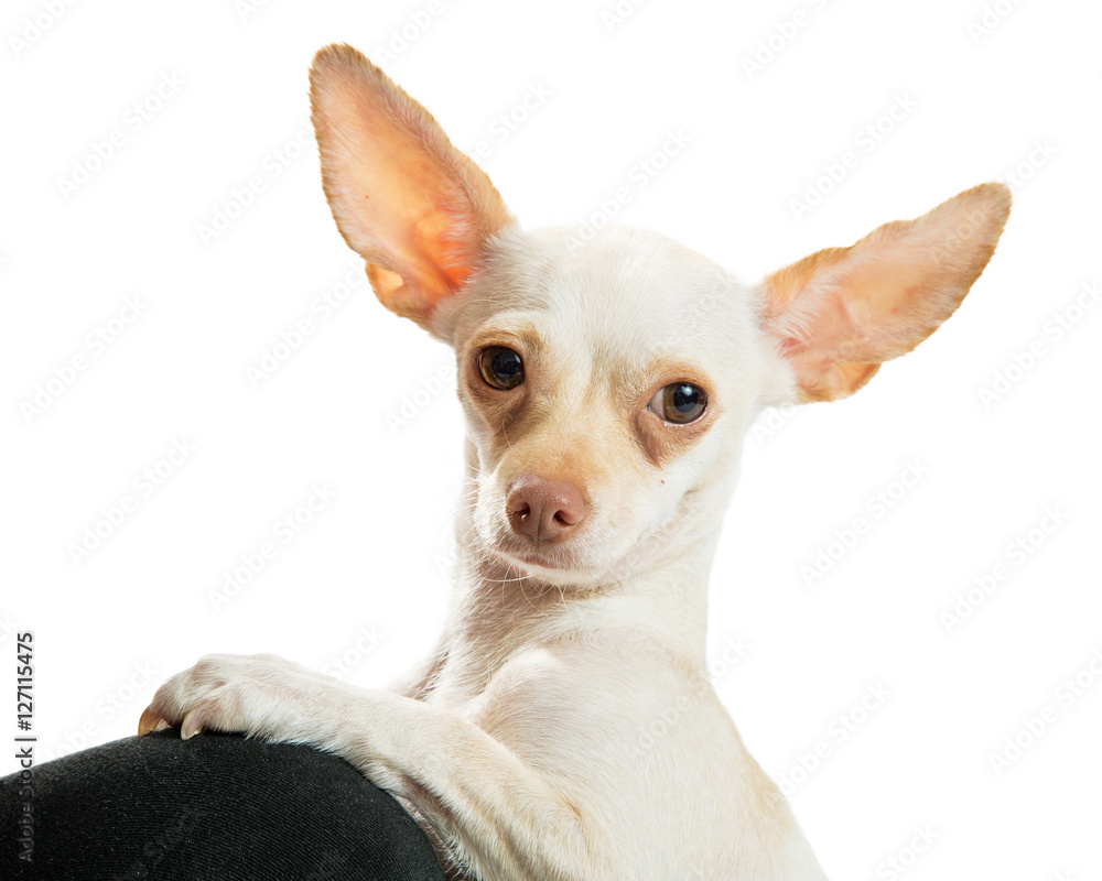 White Chihuahua Dog With Paws Up