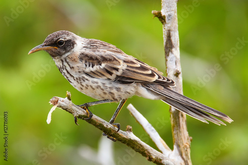 Konstfotografi Galapagos Mockingbird on Genovesa Island, Galapagos National Par