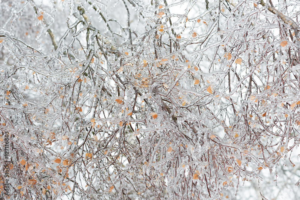 Frozen in the ice tree branches. Frozen tree branch in winter. Frozen in the ice tree branches. Frozen tree branch in winter.