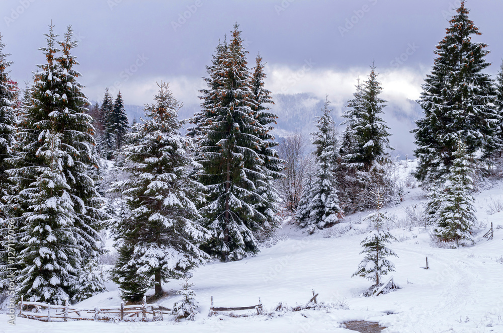 Fir trees under the snow on the hill behind the fence. Winter landscape. Fir trees under the snow on the hill behind the fence. Winter landscape.