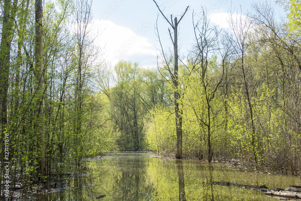 Obraz premium Forest in springtime during inundation