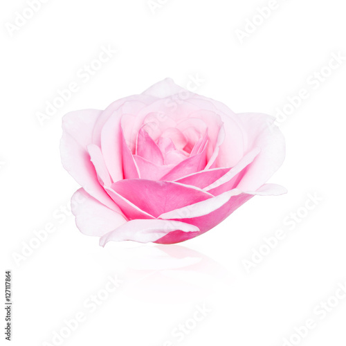 Fototapeta Naklejka Na Ścianę i Meble -  Soft Rose Isolated on White