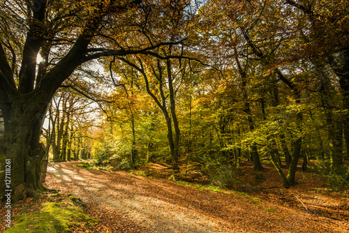 Wolk in autumnal forest