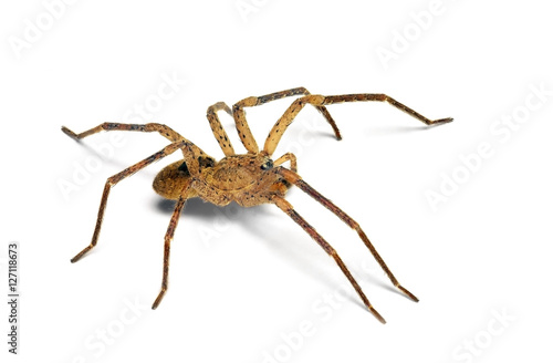  common house spider Zoropsis spinimana, male © Marco Uliana