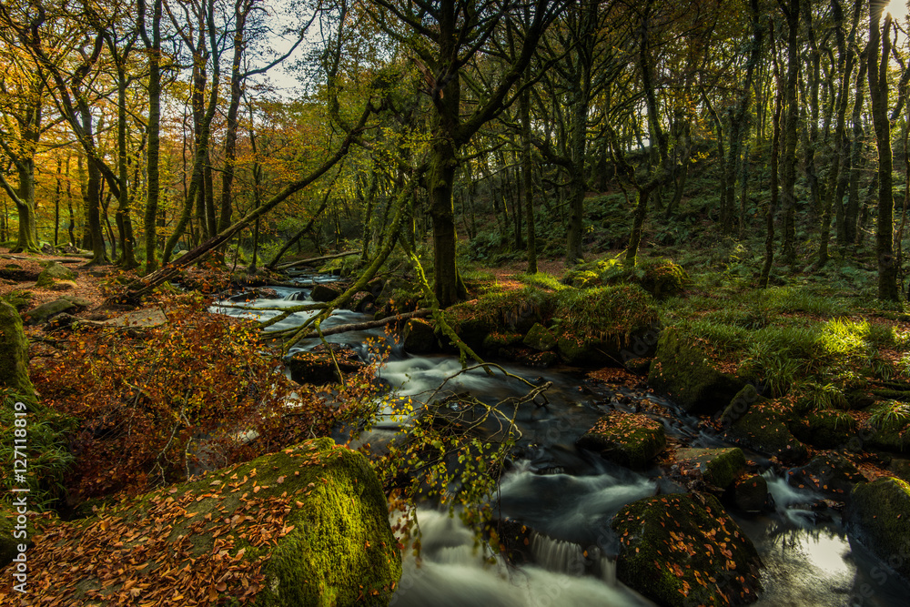 Fast flowing wild creek in forest