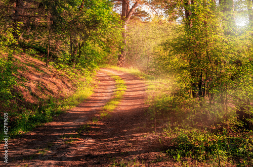 Hiking path and sunset in beautiful woods view, inspirational summer landscape in forest. Walking footpath or biking path, dirt road sunlight. wonderful, fabulous, sunset. picturesque summer scene. © jenyateua