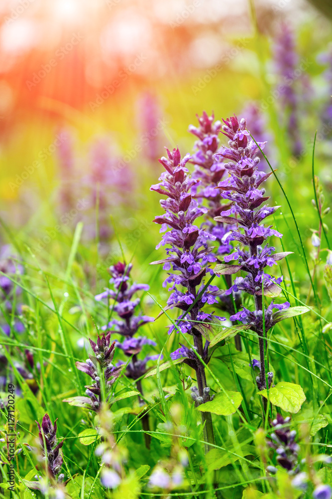 Fototapeta premium blue flowers Clary Sage (Salvia sclarea) and green grass with drops dew, close up, on the meadow in morning. Picturesque spring scene. used as background