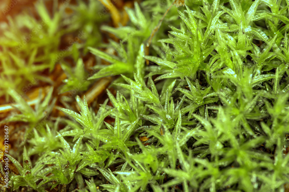 nature texture of moss with dew. Common Hair Cap Moss - Star Moss. nature background. macro. small depth of field nature texture of moss with dew. Common Hair Cap Moss - Star Moss. nature background. macro. small depth of field