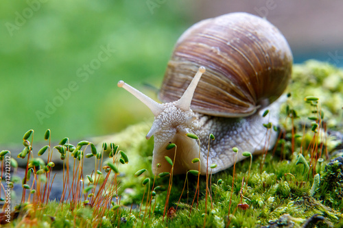 Burgundy snail (Helix, Roman snail, edible snail, escargot)  on the surface of old stump with moss in a natural environment. Green moss and mold growing on the old tree trunk. macro. 