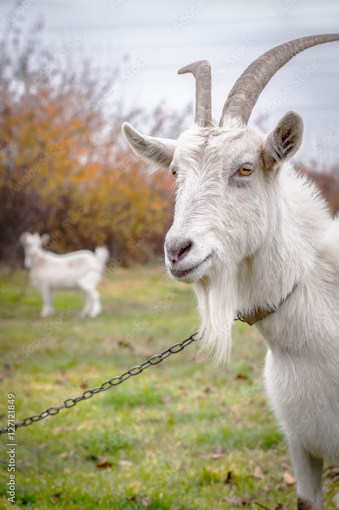 Large white horned goat on a chain Large white horned goat on a chain