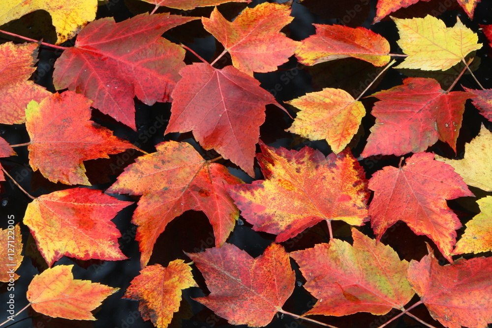 Autumn Leaves, Herbstblätter, Ahornblätter