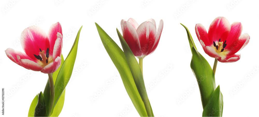 Obraz premium red tulips on white background