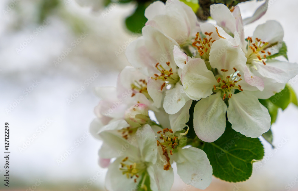 Blooming apple tree in spring time. close up. small depth of field. soft selective filter