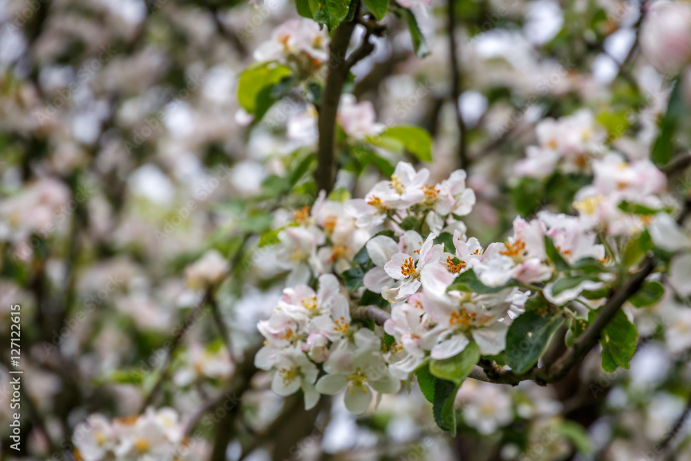 Blooming apple tree in spring time. close up. small depth of field. soft selective filter Blooming apple tree in spring time. close up. small depth of field. soft selective filter