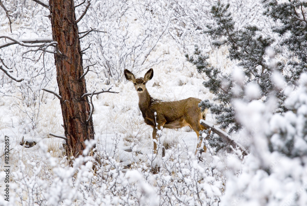 Mule Deer Does Mule Deer Does