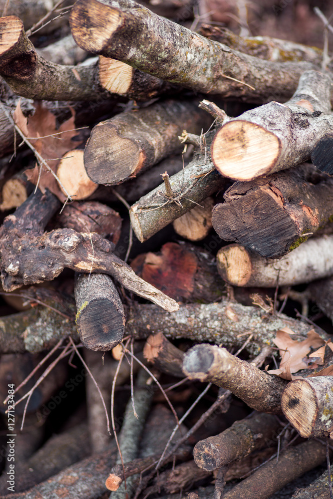 Pile of dried logs Pile of dried logs