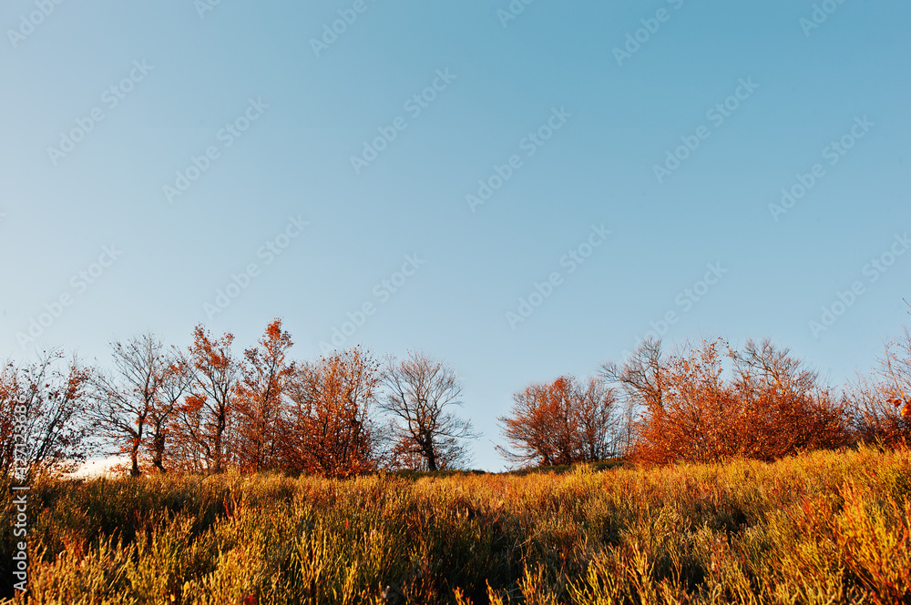 Yellow autumn trees on sun lights on hill of mountains.
