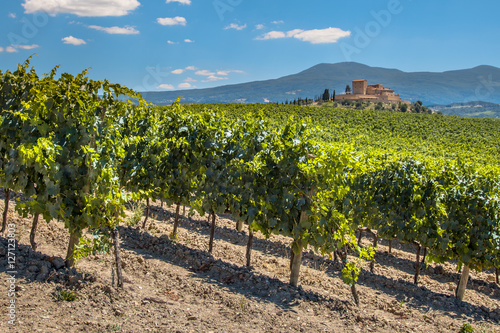 Vineyard with  Rows of grapevines photo
