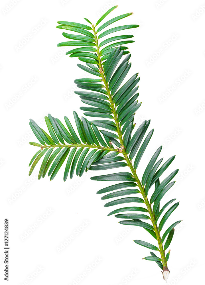 yew twig isolated on white background yew twig isolated on white background