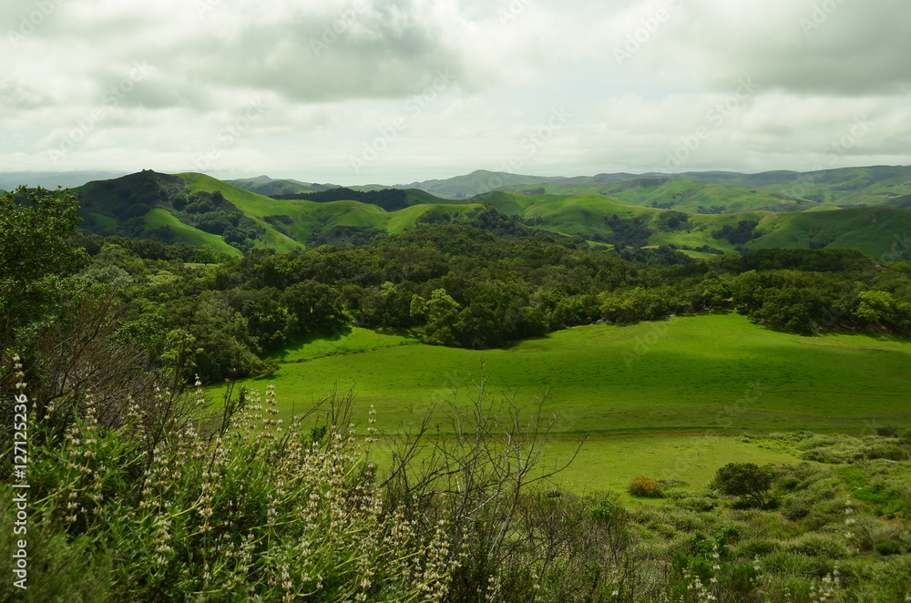 Naklejka premium California Central Coast