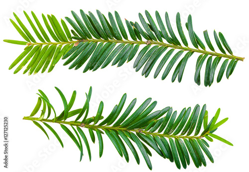 Fényképezés yew twig isolated on white background