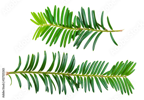 Fényképezés yew twig isolated on white background