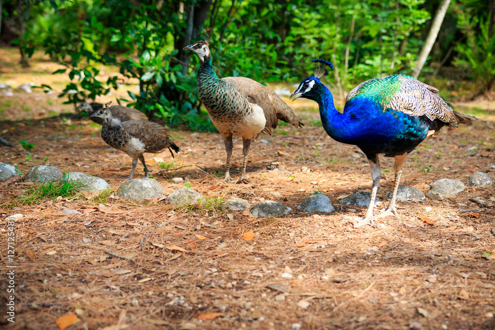 Fototapeta premium Peacock on the grass
