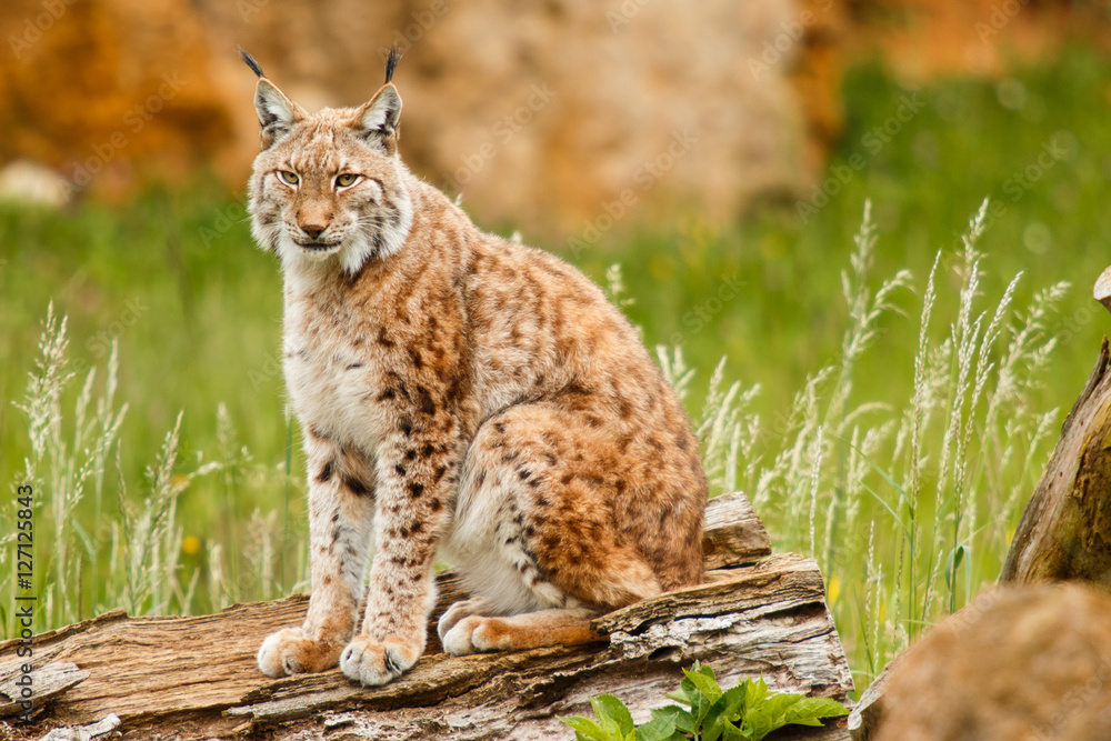 Lynx at liberty Lynx at liberty