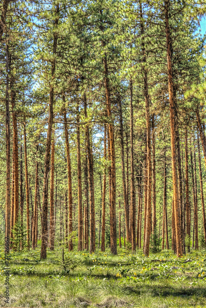 Vertical view of flat dense red pine forest with thin tree trunks Vertical view of flat dense red pine forest with thin tree trunks