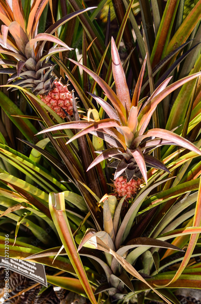 Two baby pineapples growing on plants Two baby pineapples growing on plants
