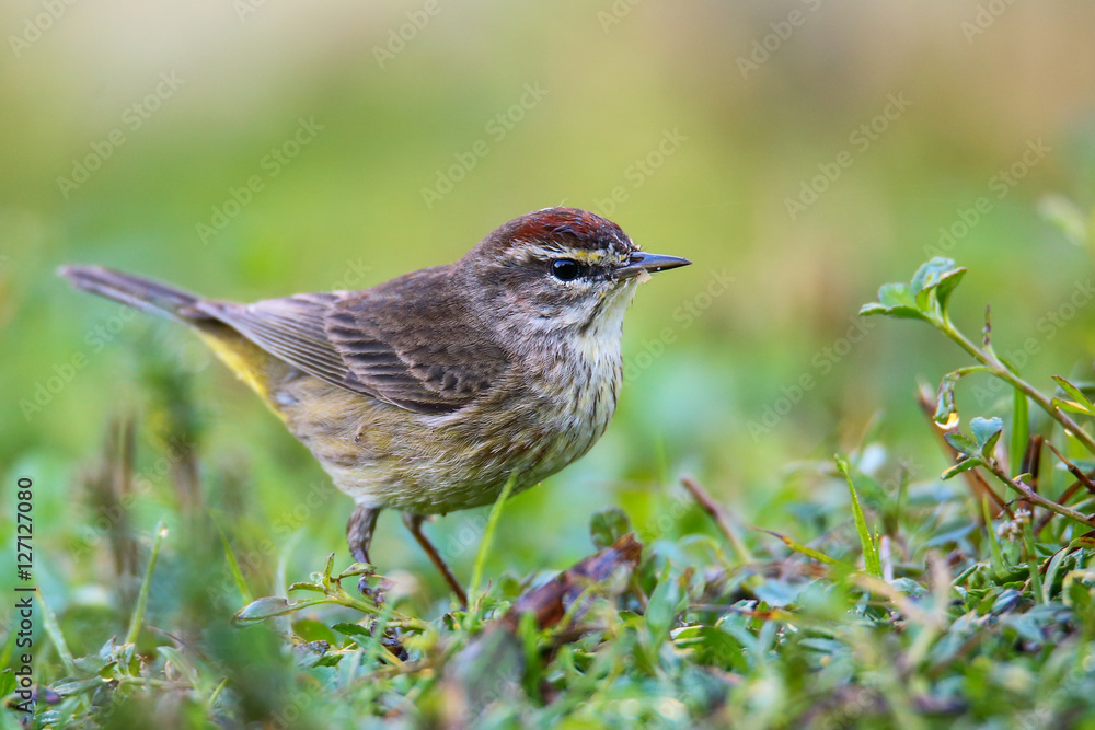 Palm warbler (Setophaga palmarum) Palm warbler (Setophaga palmarum)