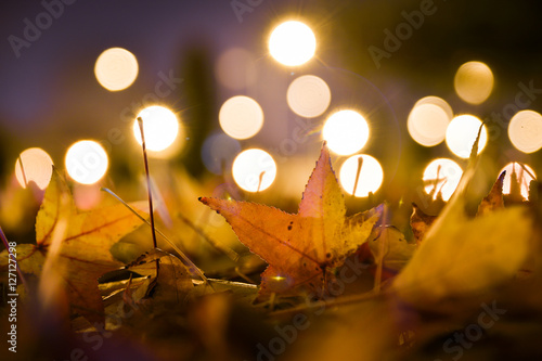 Autumn colors. Autumn leaves in autumn colors and lights in the evening. City lights.