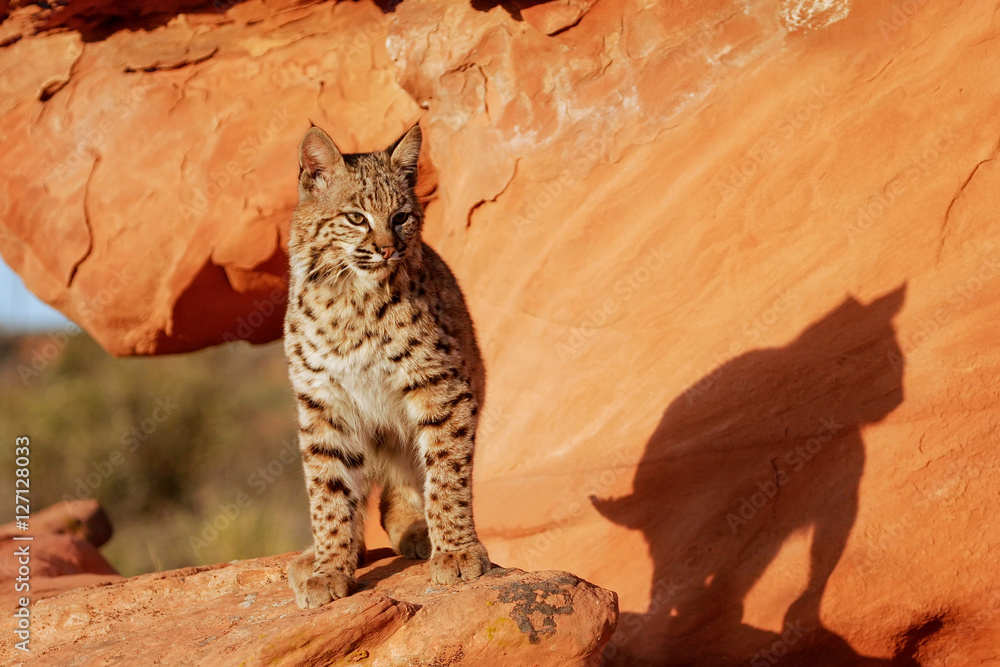 Obraz premium Bobcat standing on red rocks