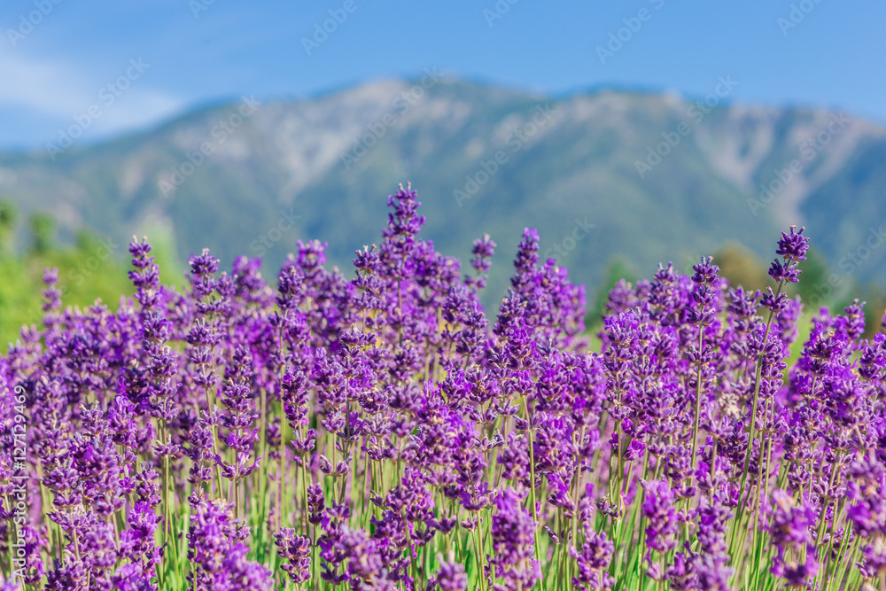 Fototapeta premium Selective focus of lavender flowers against the misty mountains