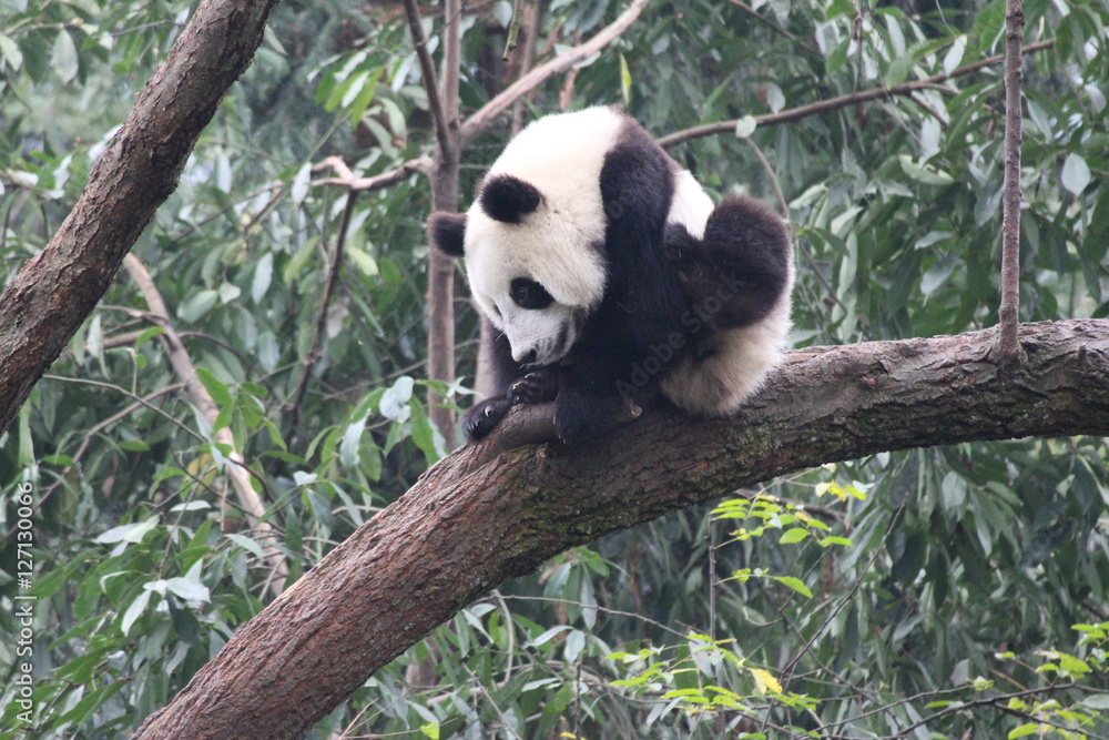 Fototapeta premium Baby Panda on the tree