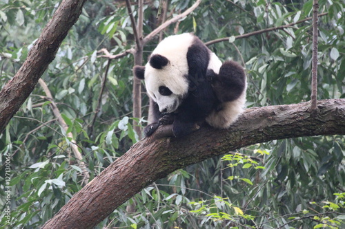 Fototapeta Naklejka Na Ścianę i Meble -  Baby Panda on the tree