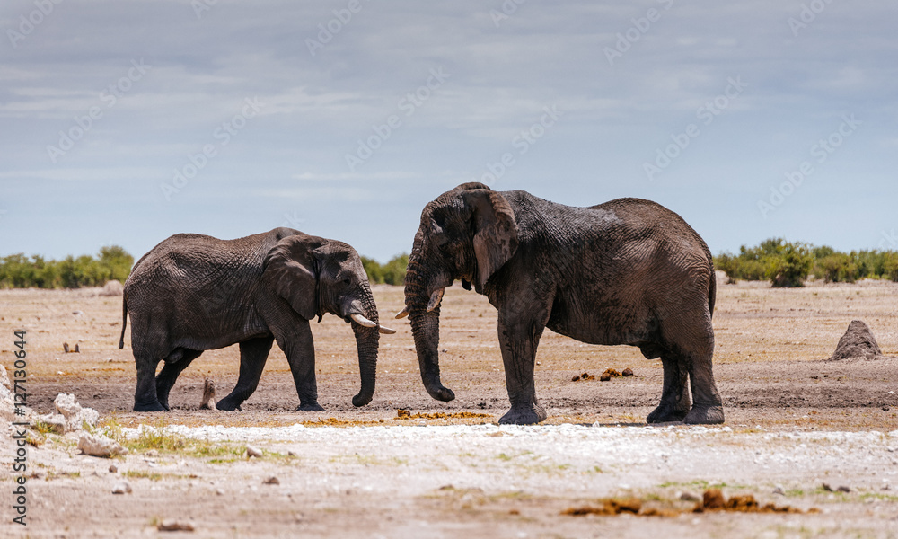 Obraz premium Two Elephants